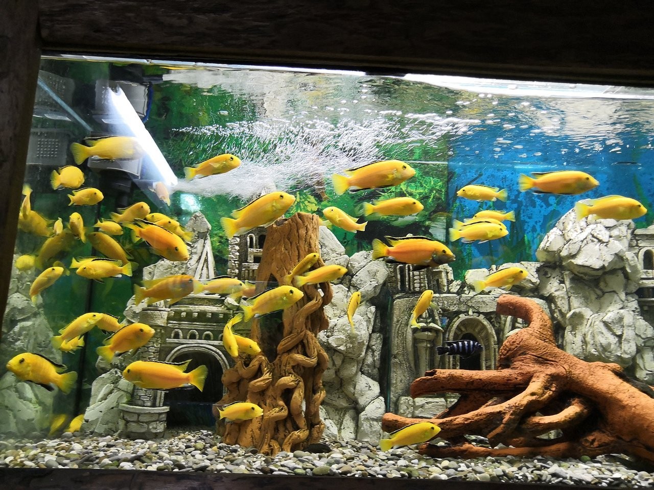 Аквариум в Алуште