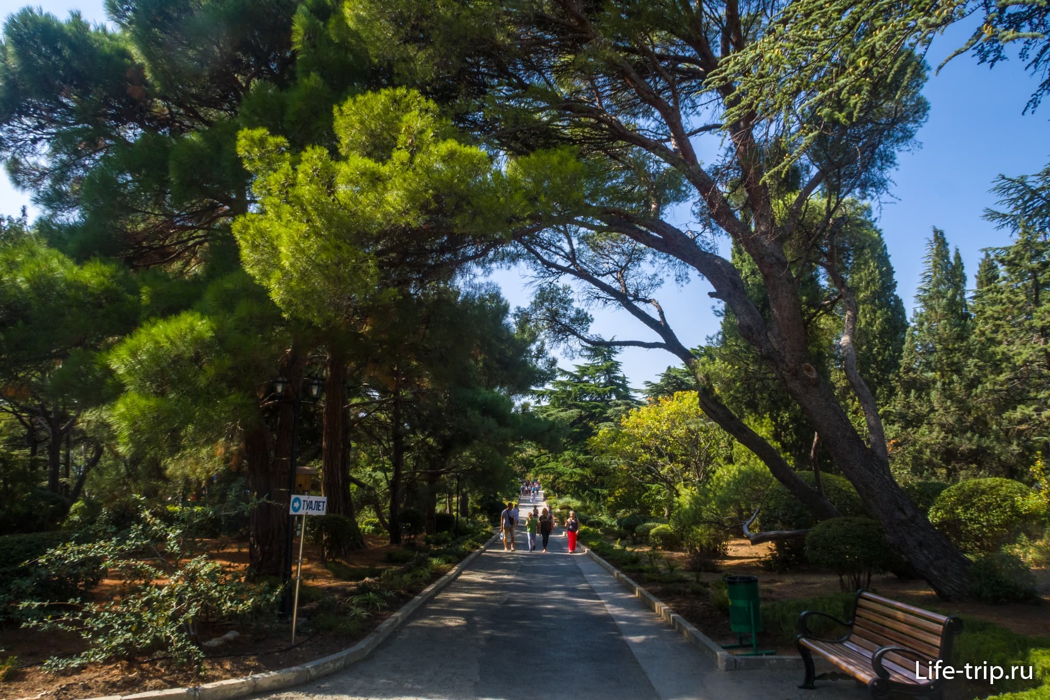 Пальмовая аллея в Форосском парке