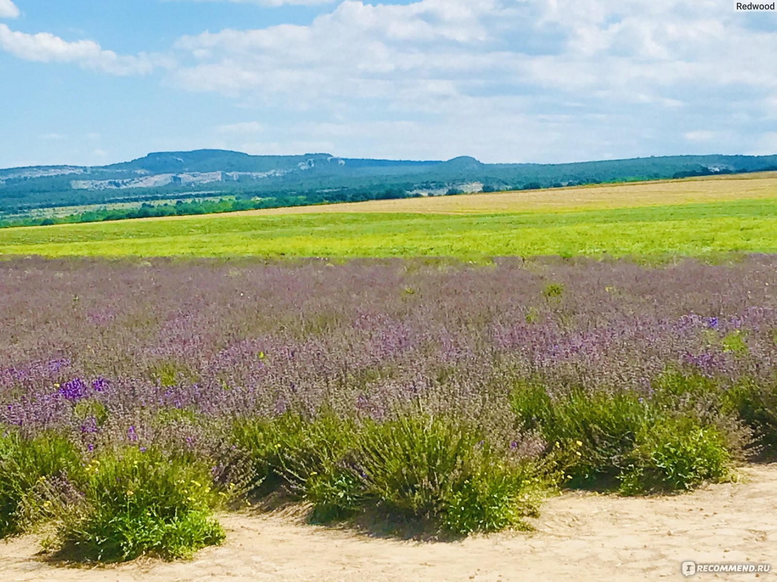 Лавандовое поле в Тургеневке