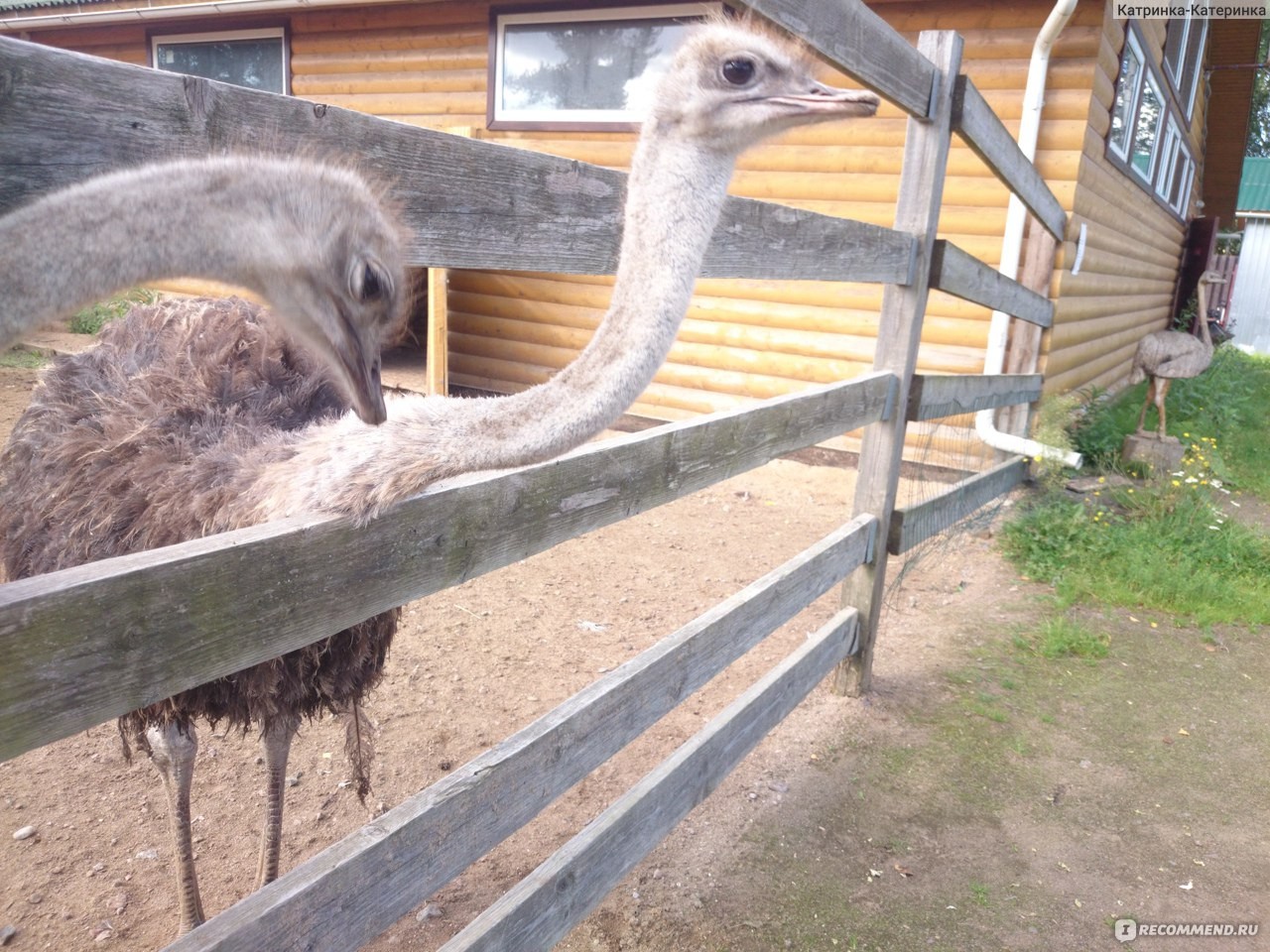 Вход на страусиную ферму
