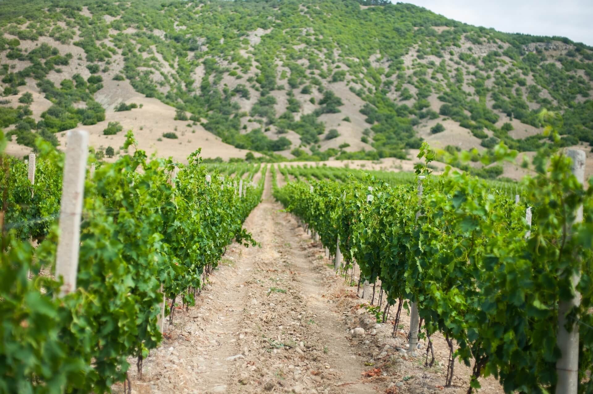 Солнечная Долина виноградники